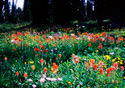 Castilleja rhexifolia